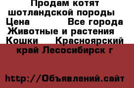 Продам котят шотландской породы › Цена ­ 2 000 - Все города Животные и растения » Кошки   . Красноярский край,Лесосибирск г.